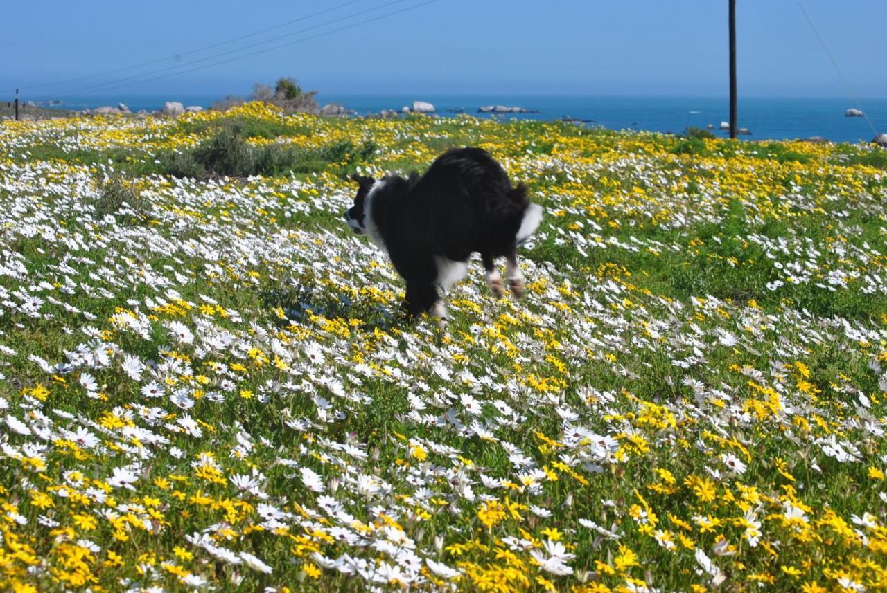 Stay At Bokkoms In Paternoster Self Catering Accommodation Εξωτερικό φωτογραφία