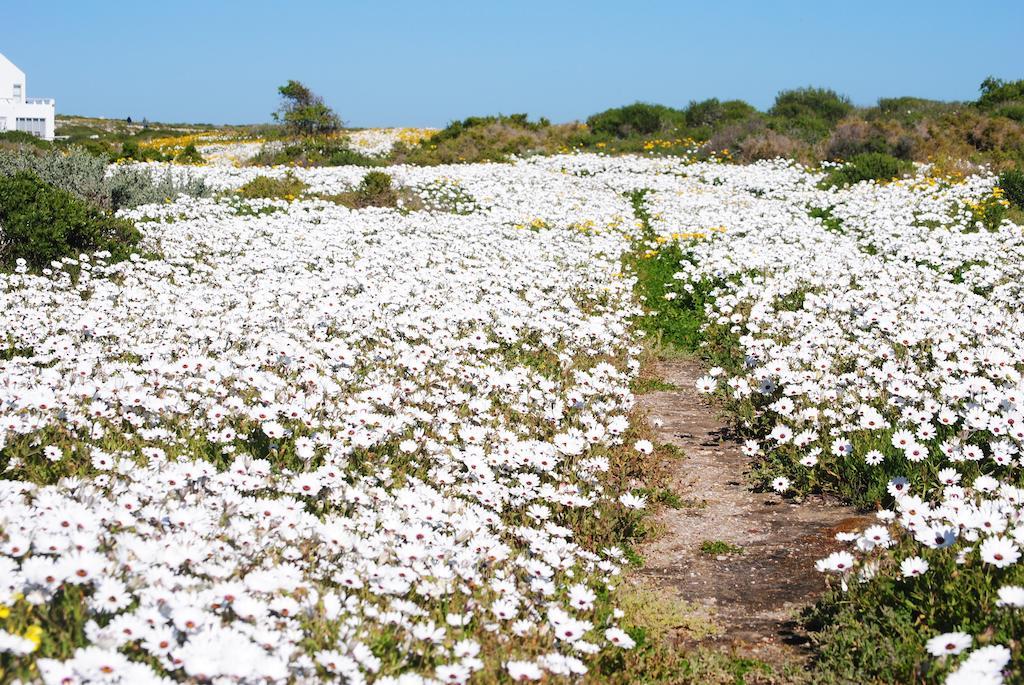 Stay At Bokkoms In Paternoster Self Catering Accommodation Εξωτερικό φωτογραφία